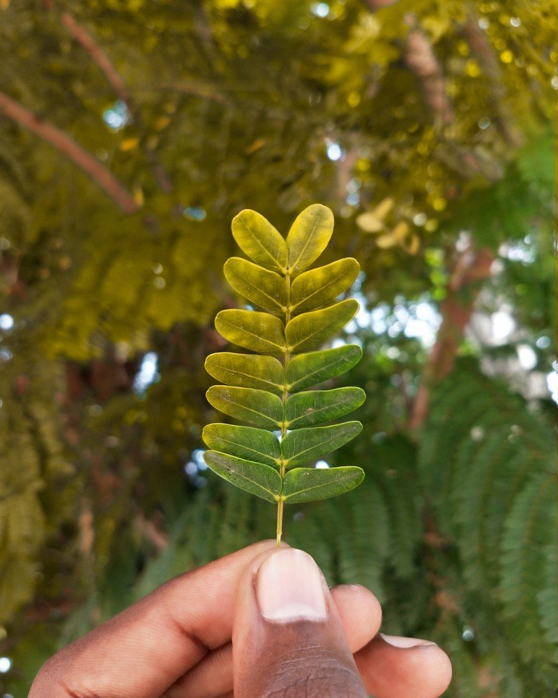 Leaf
