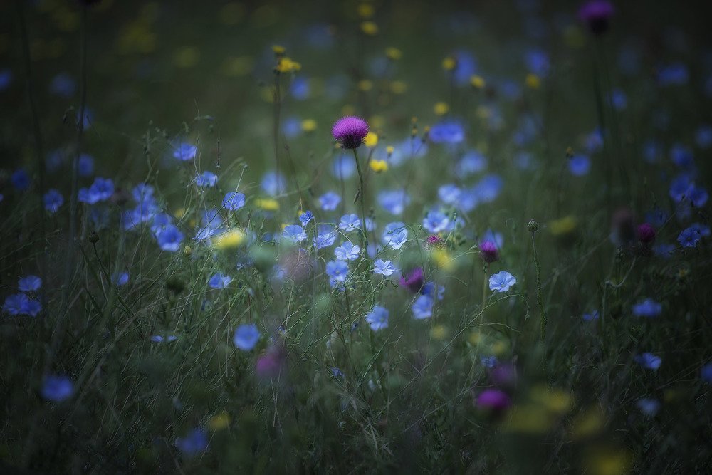 Photograph by Oleg Feofanov