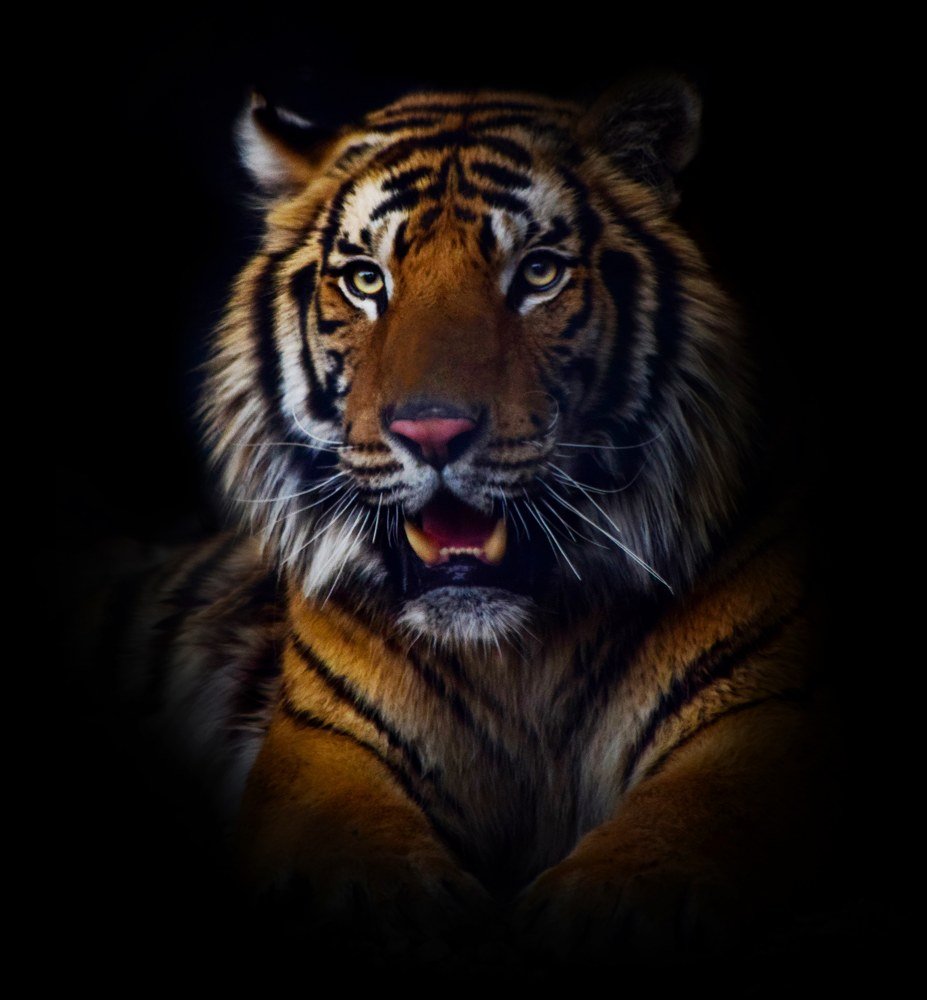 Photograph by  Farshid