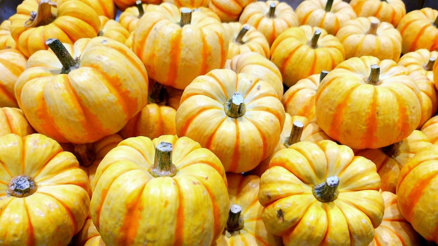 Little pumpkins