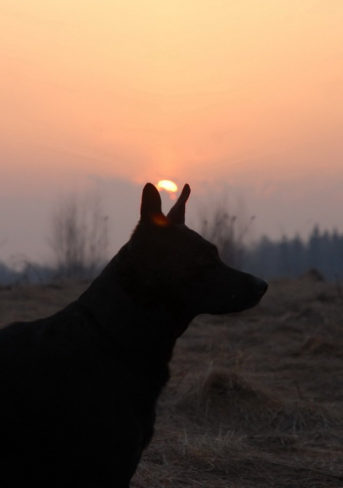 Утренняя прогулка