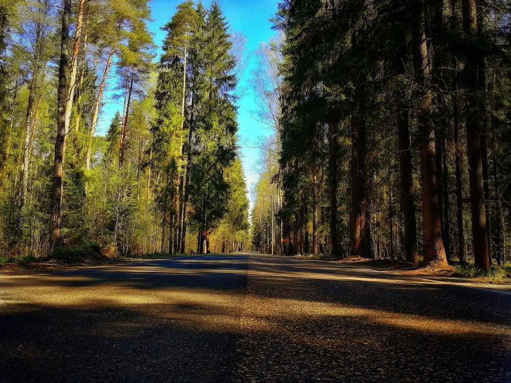 Махровые ели