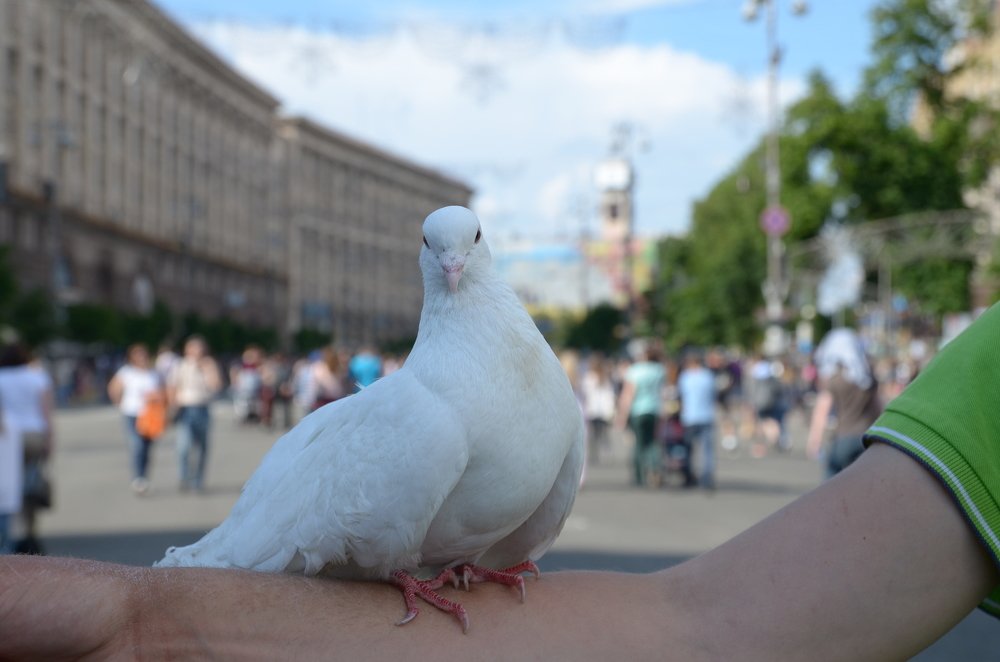 Свободу голубю мира!
