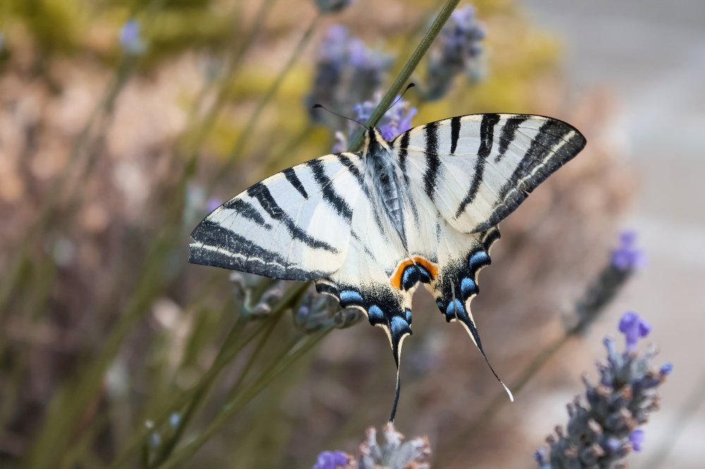 Бабочка "Доктор"