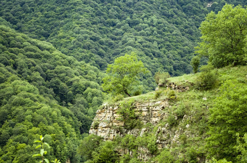 Дерево на вершине