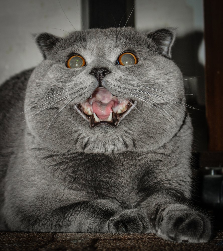 Кот открыл пасть