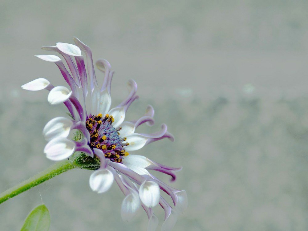 African daisy