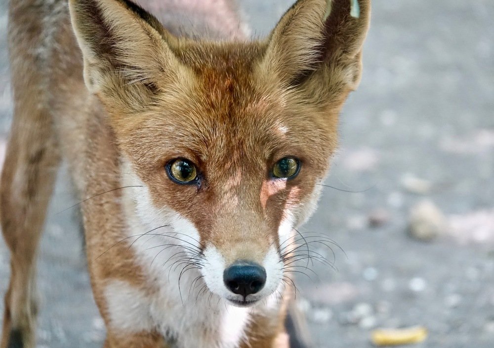 Рыжий, глаза зеленые.
