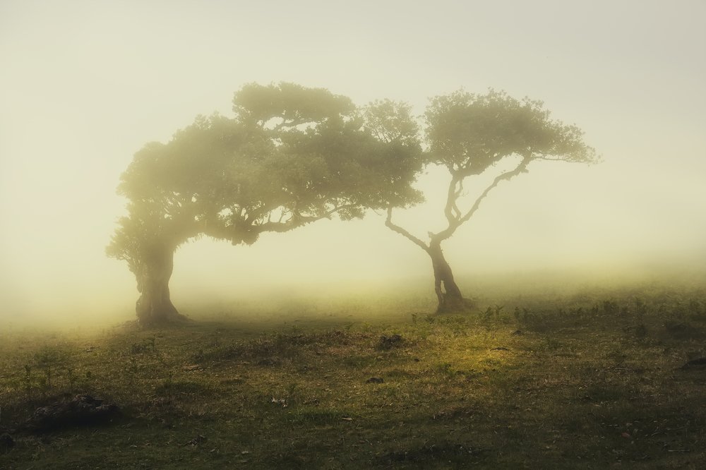 Безмолвная пара