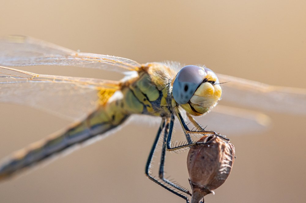 Dragonfly