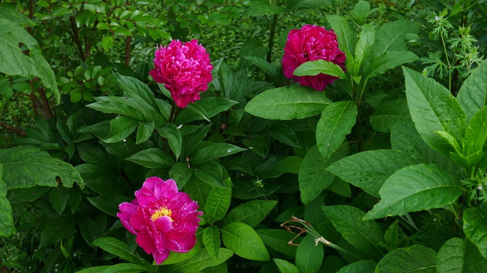 Любимые пионы.