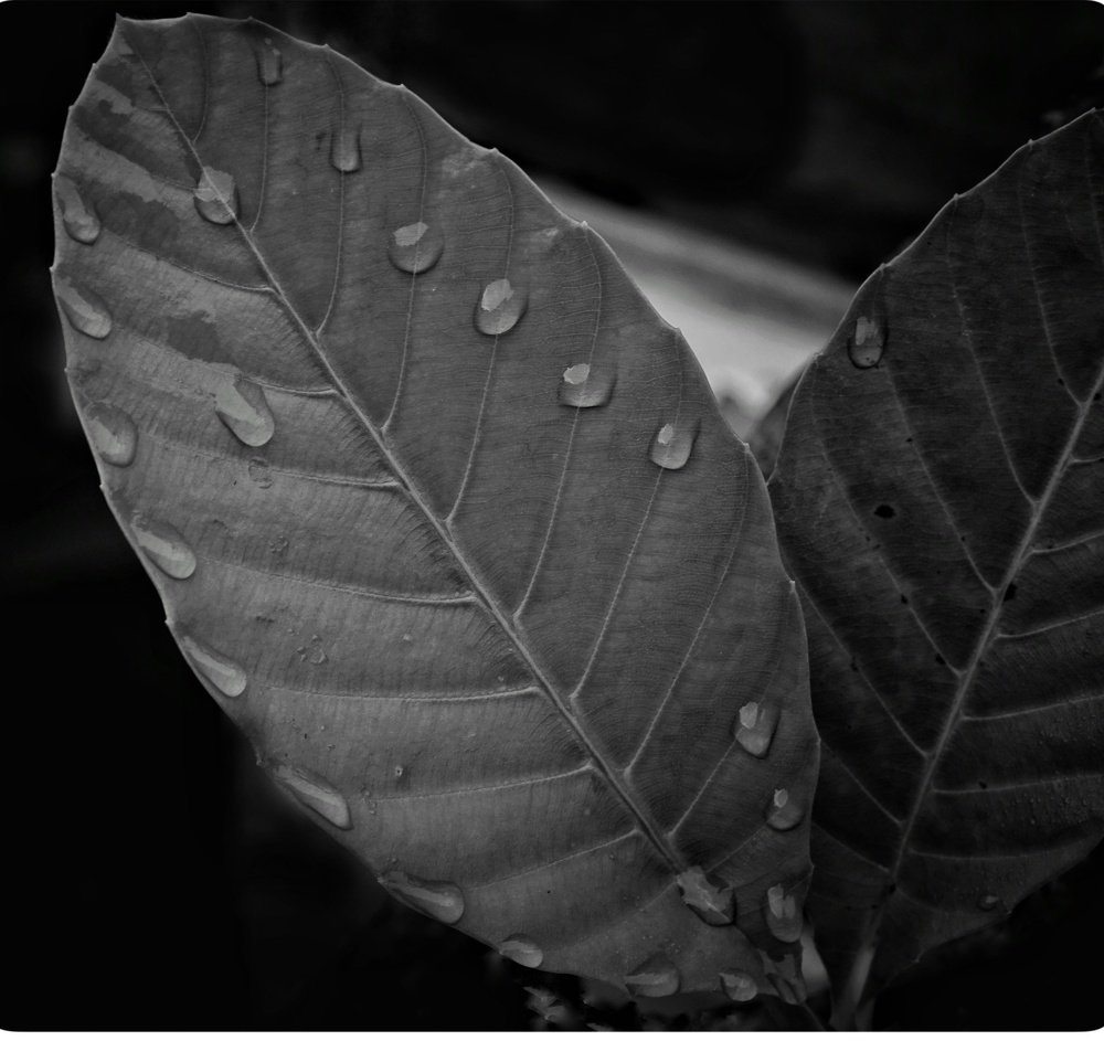 The Leaf ! The Dew ! The line !