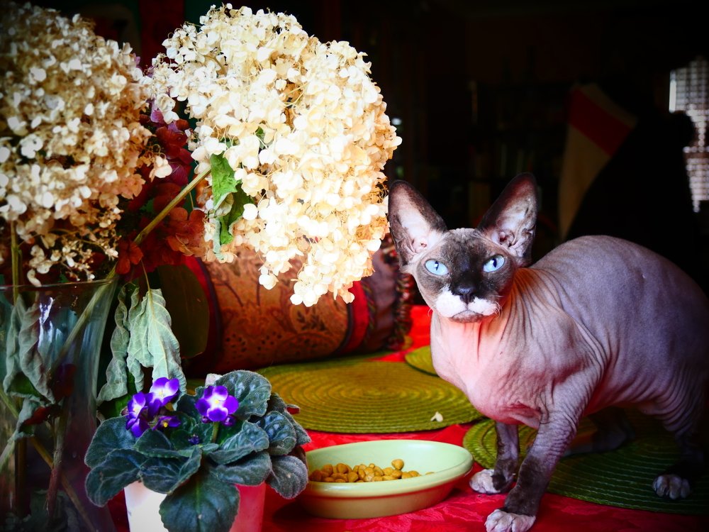 Мой котик Люсьен