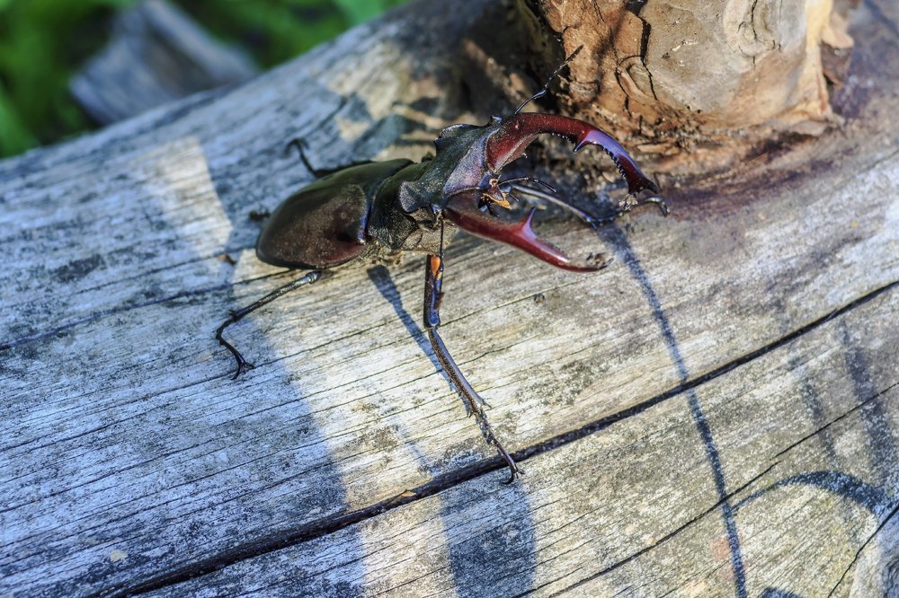 Хозяин дубового леса..