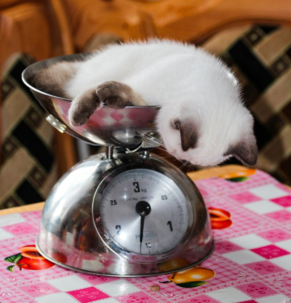 Нада худеть.