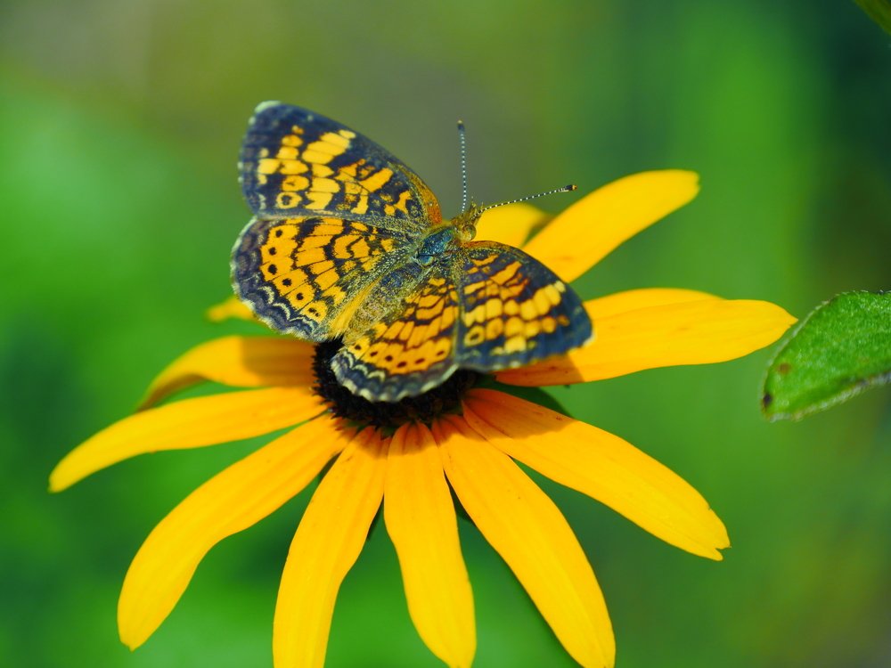 Желтое на желтом.