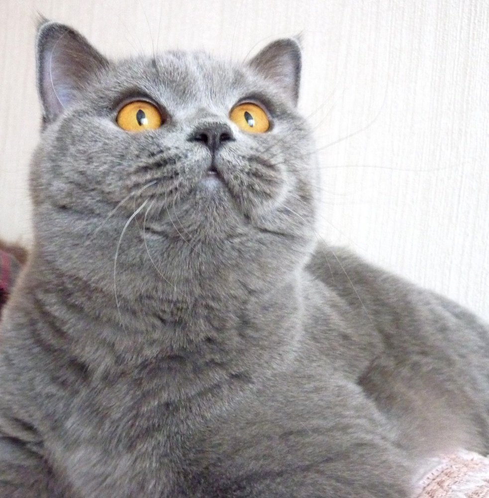 Плюшевая кошка