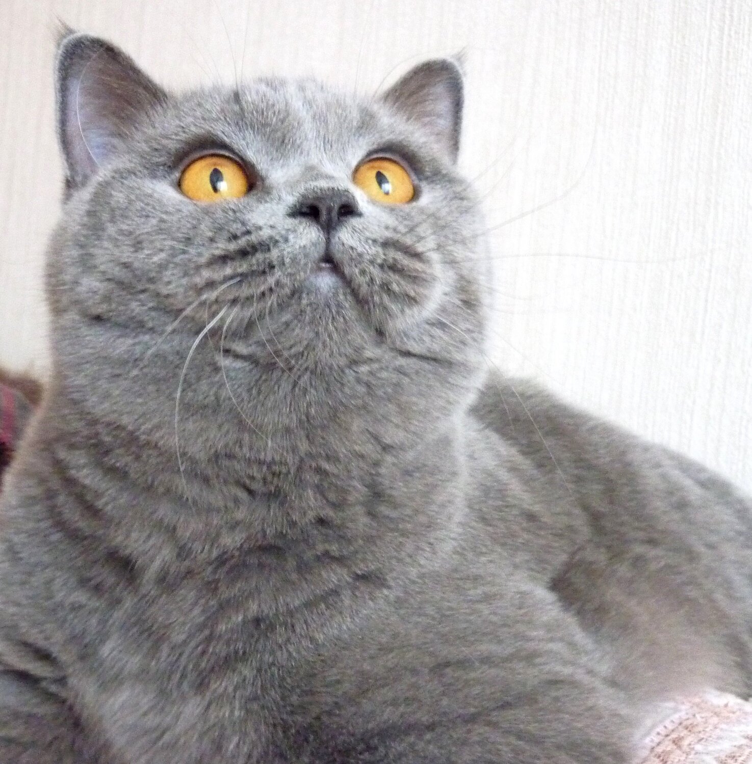 Плюшевая кошка