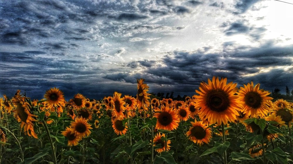 Подсолнухи