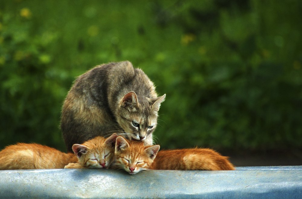 Мамкина любовь