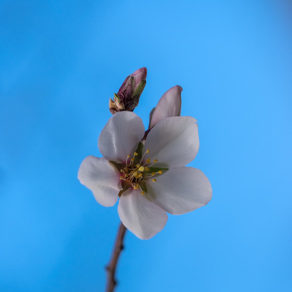 Розовое на голубом