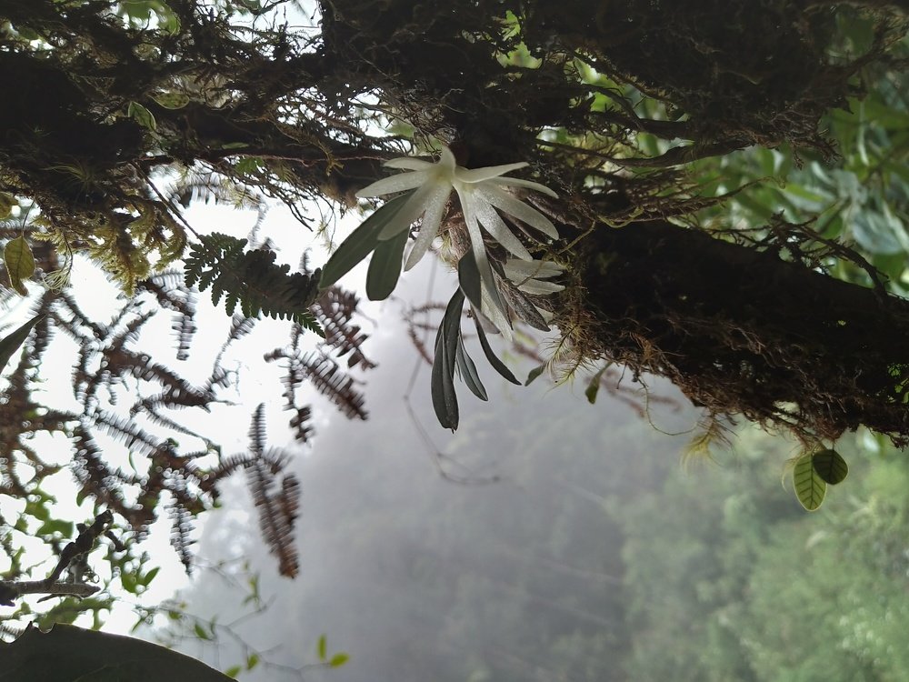 Orchid