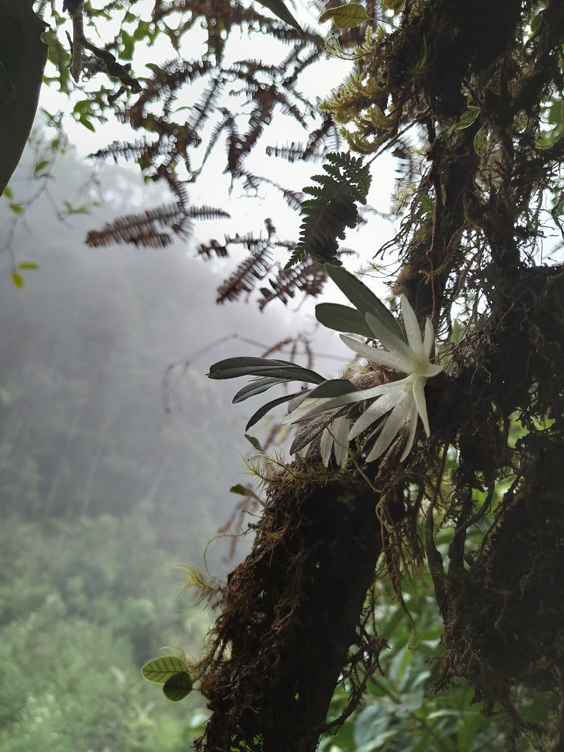 Orchid