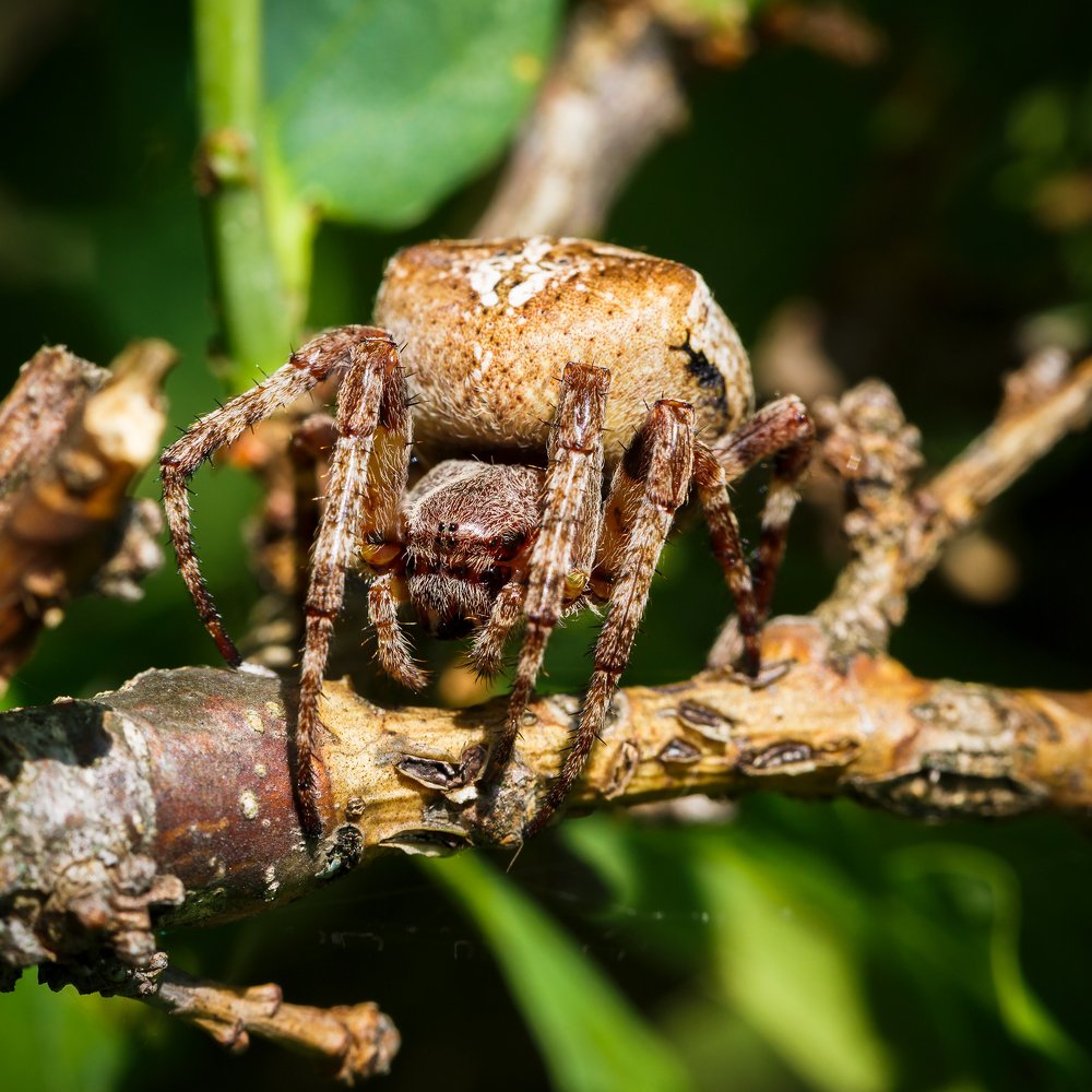 Выход на охоту