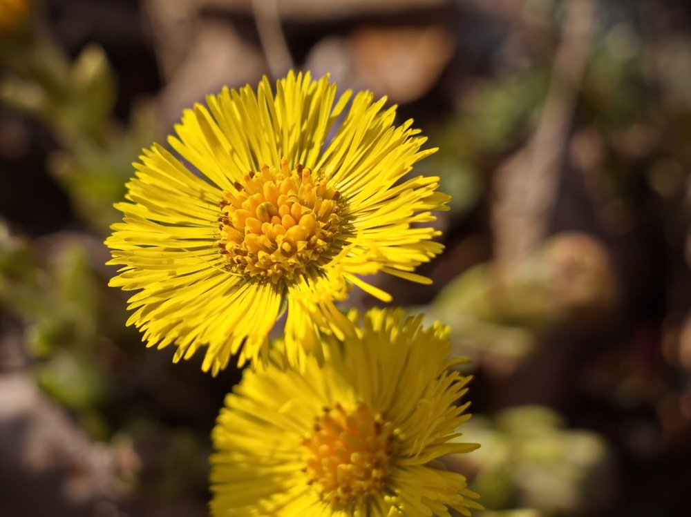 Два солнышка