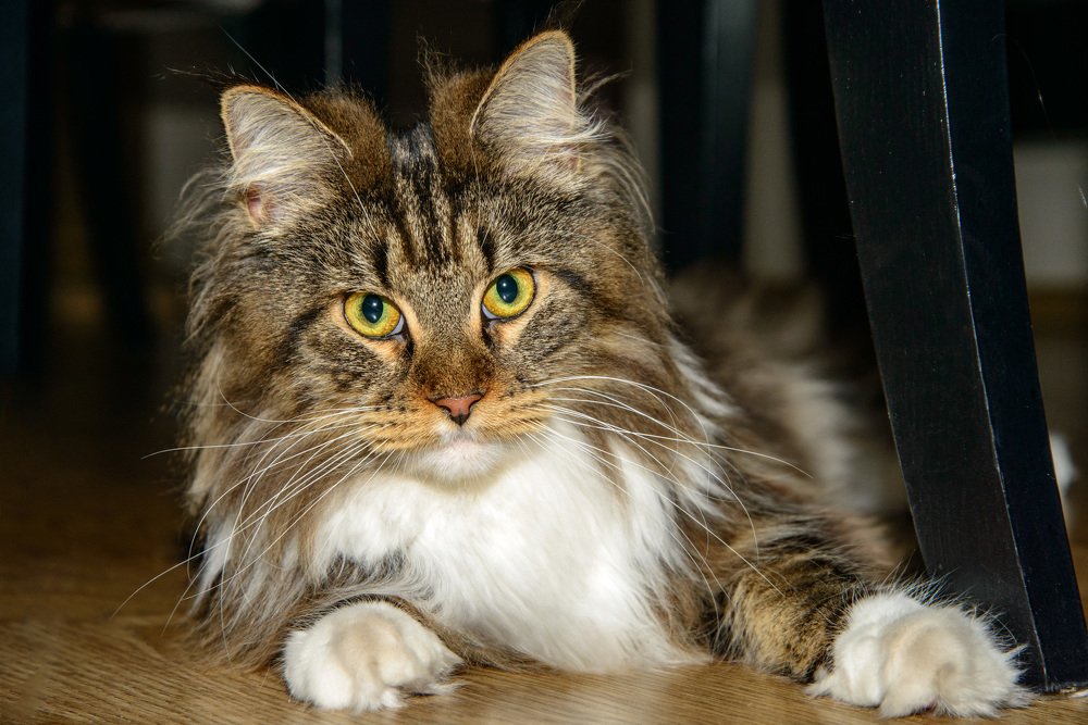 Несравненные глаза