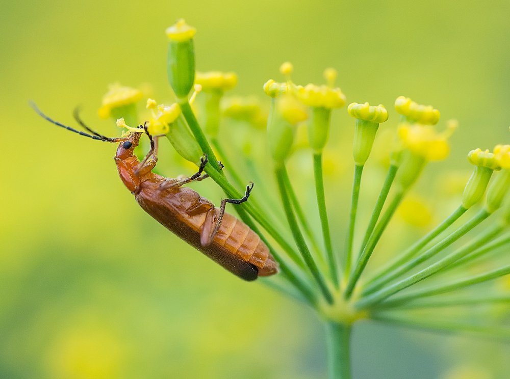 Любитель укропа