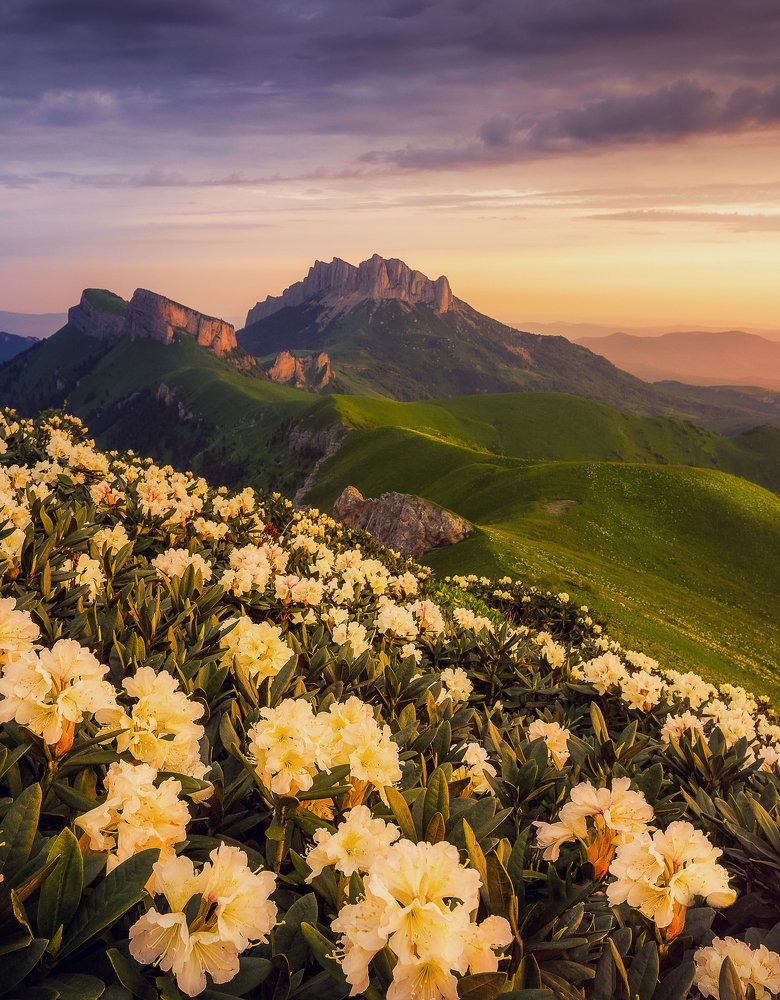 Рододендроны Большого Тхача.