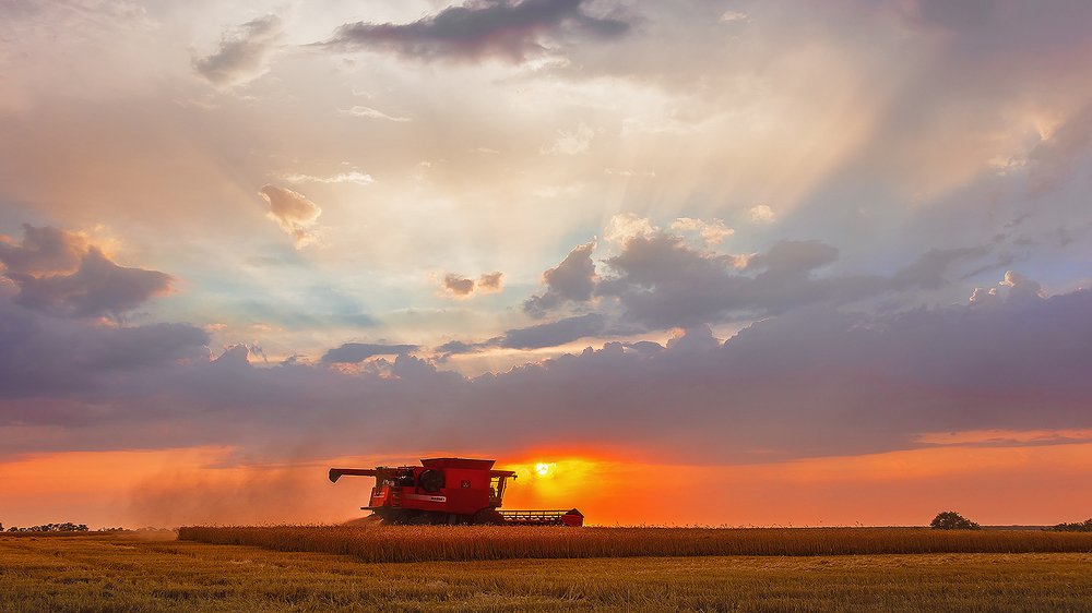 Вечерний сбор урожая.