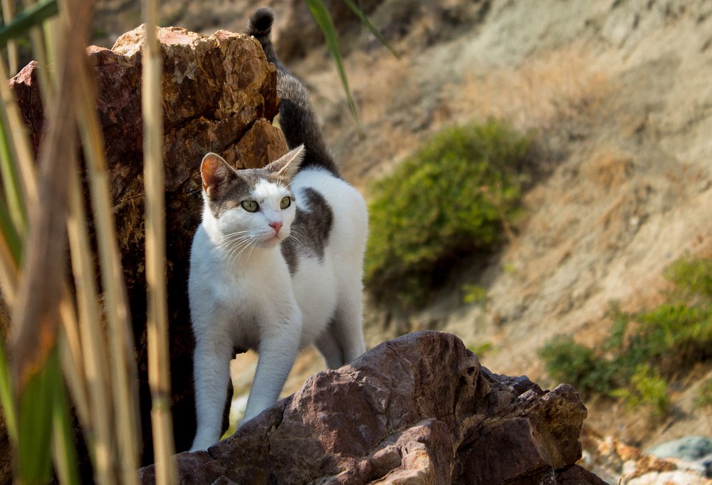 В деликатном положении