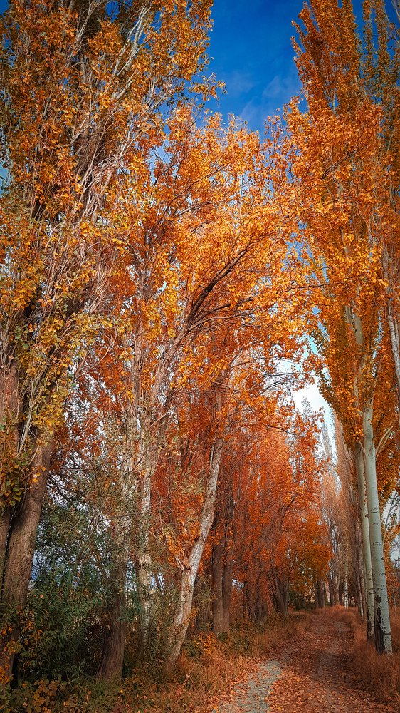 Photograph by kamyar Kamyar