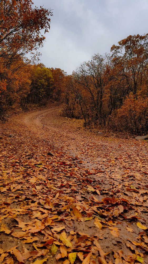 Photograph by kamyar Kamyar