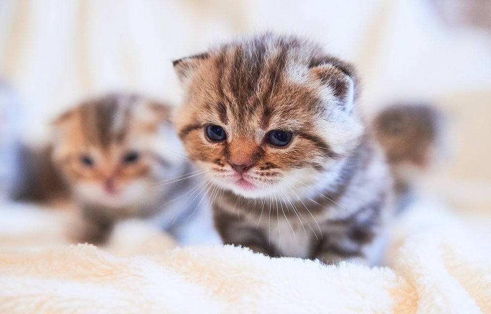 Photograph by Екатерина Коломыцева