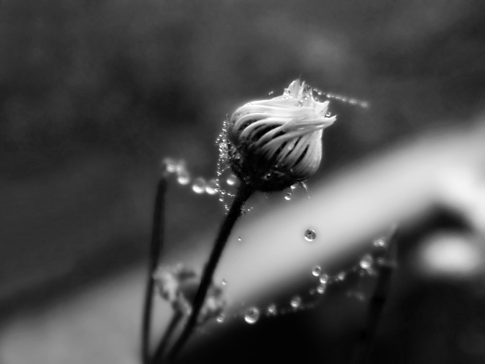 И украсилась я бусами ...