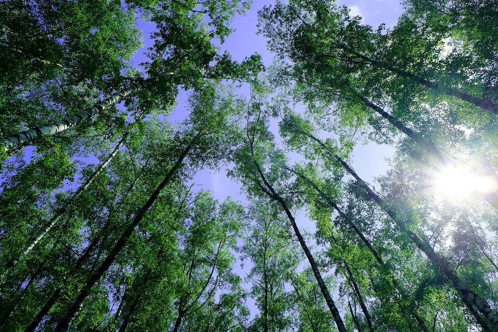 sunrise in the forest