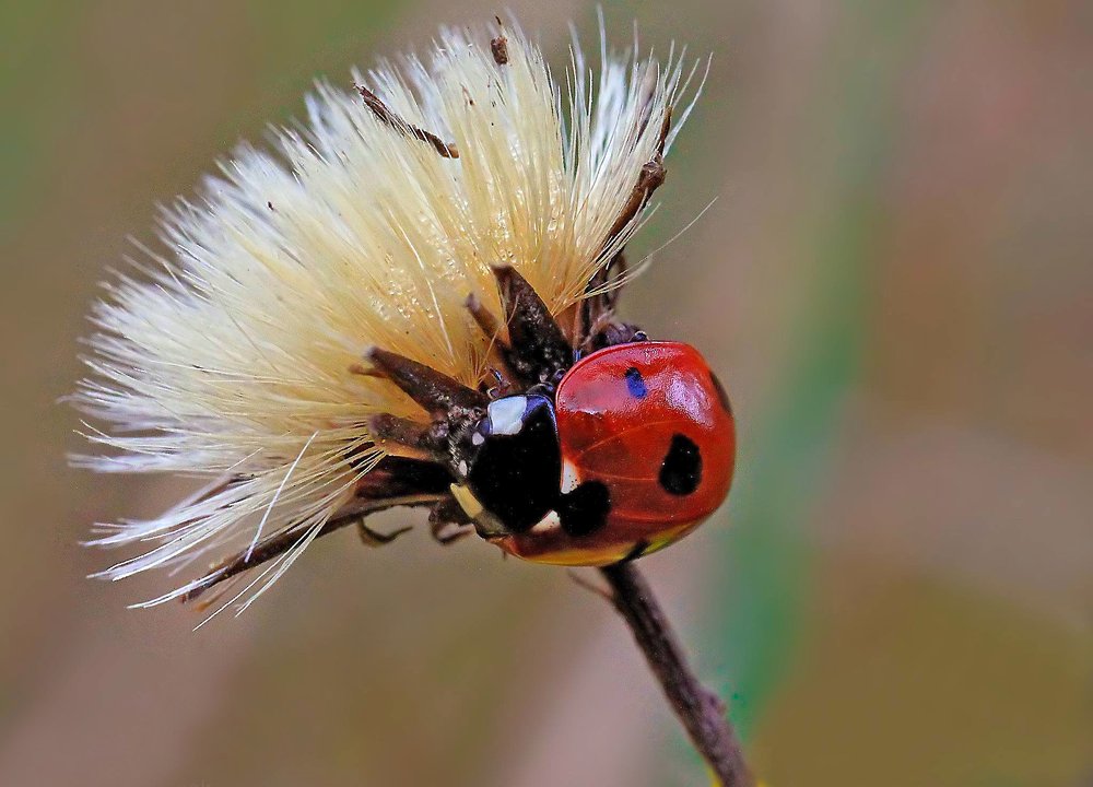 Местный стилист ...