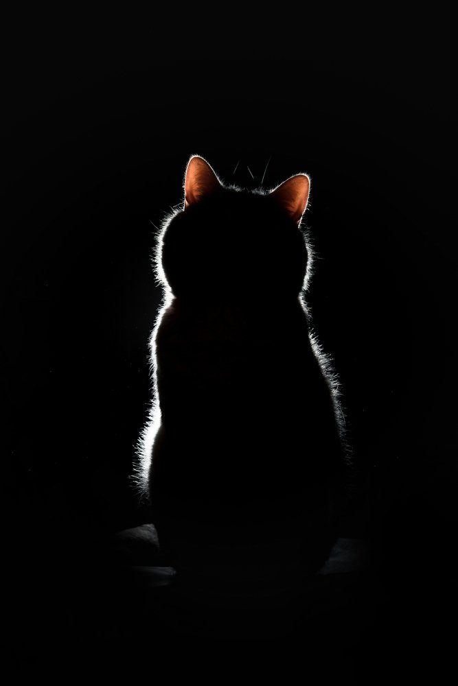 любимый силуэт