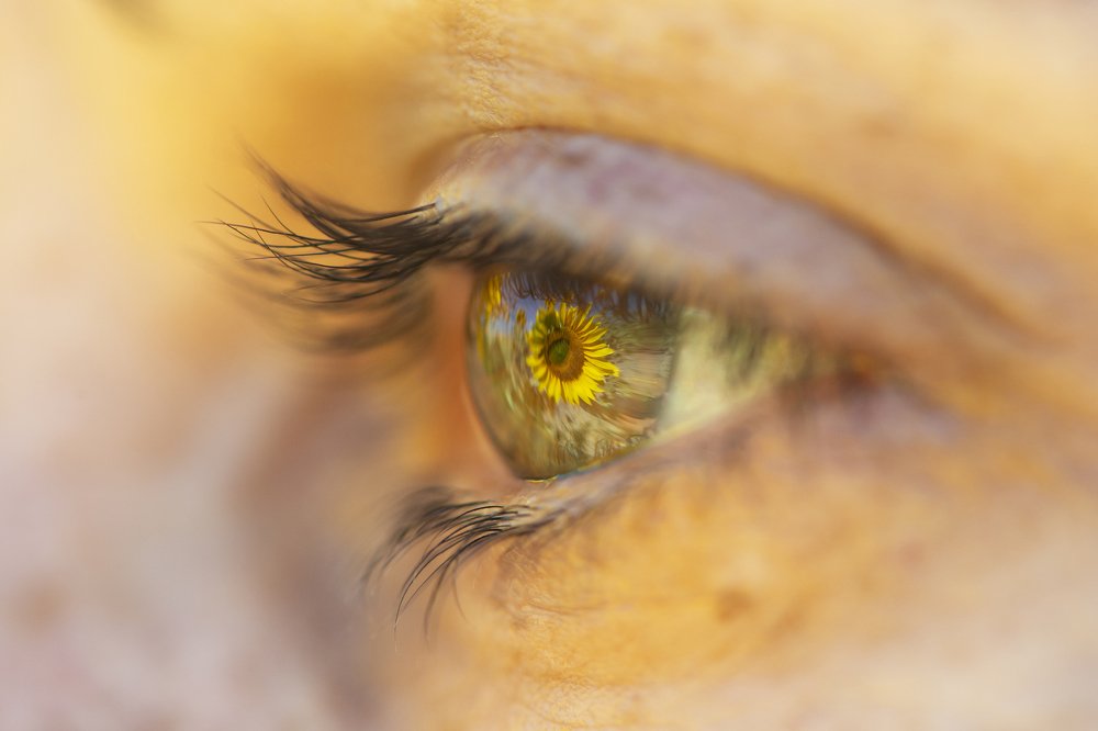 Sunflower eye