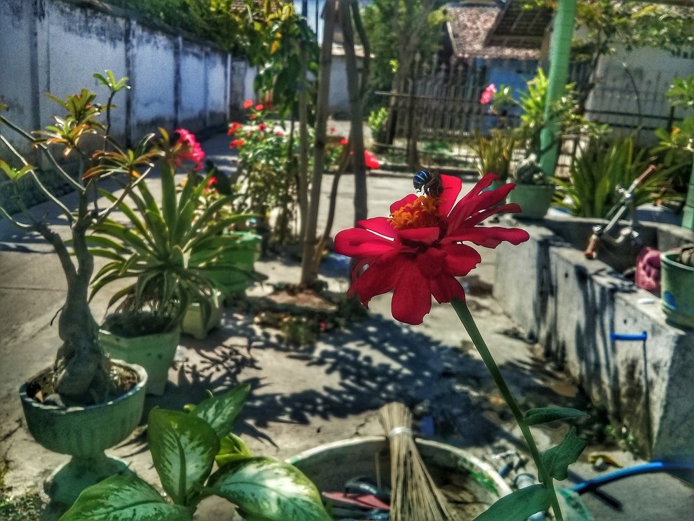 Mutualism