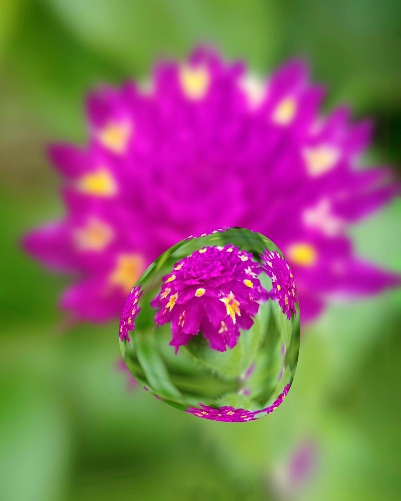 flower with water drop