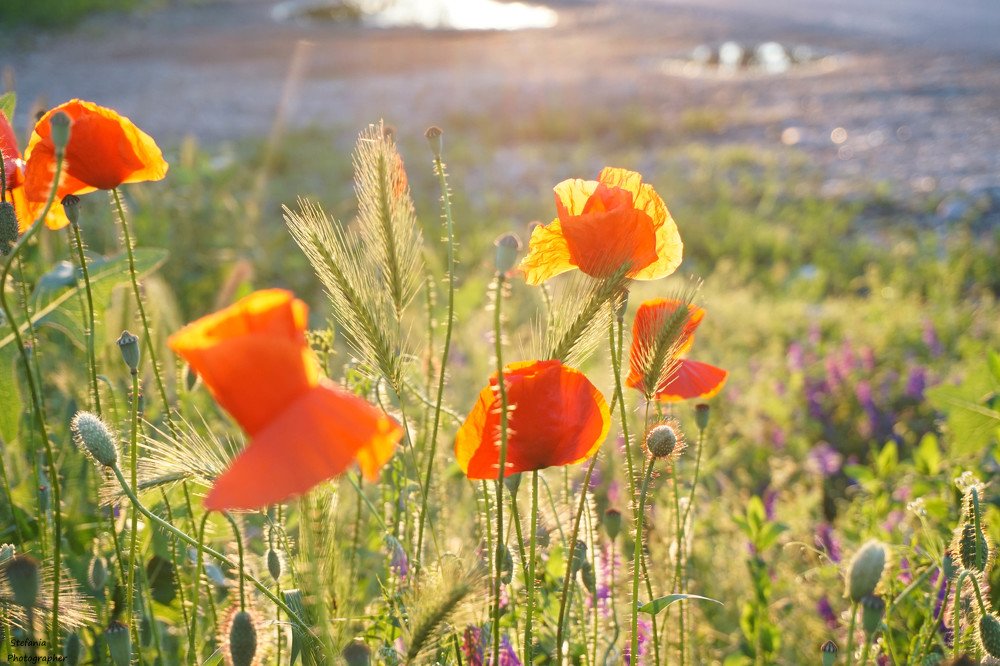 poppies