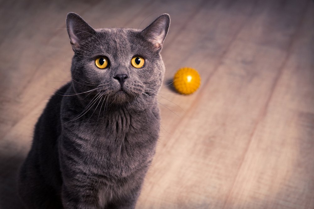 Поиграй со мной...