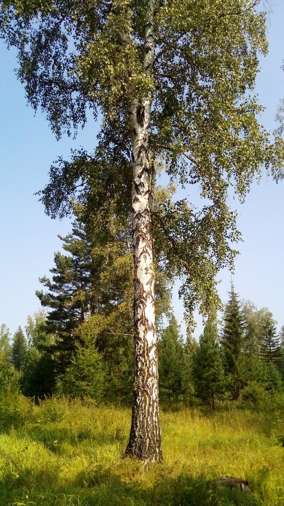 Березонька