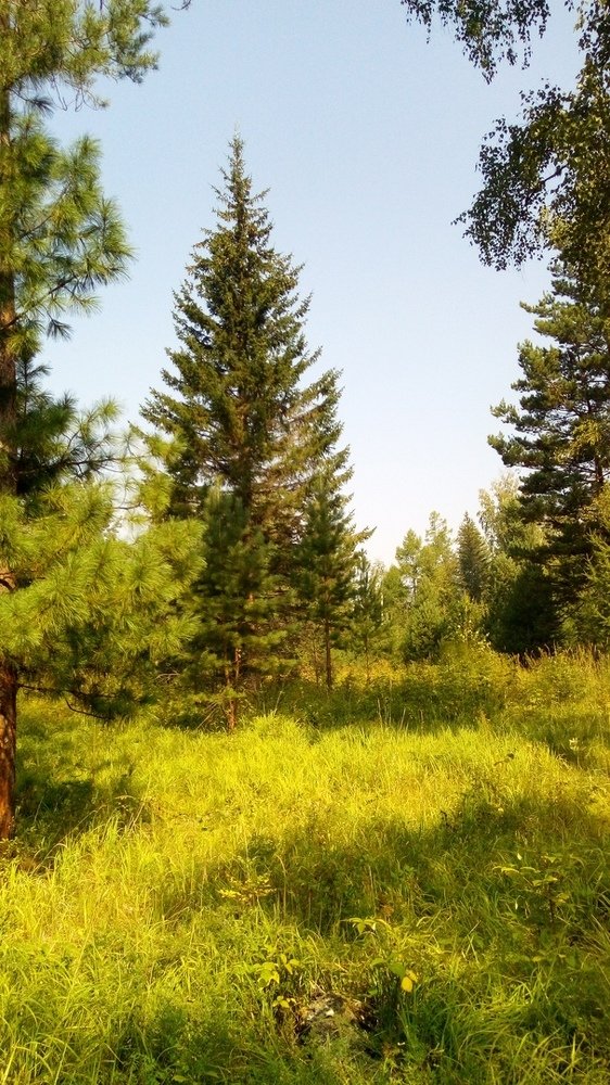 июльское утро