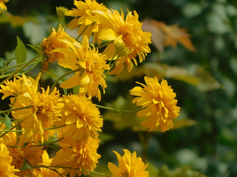 Золотые шары