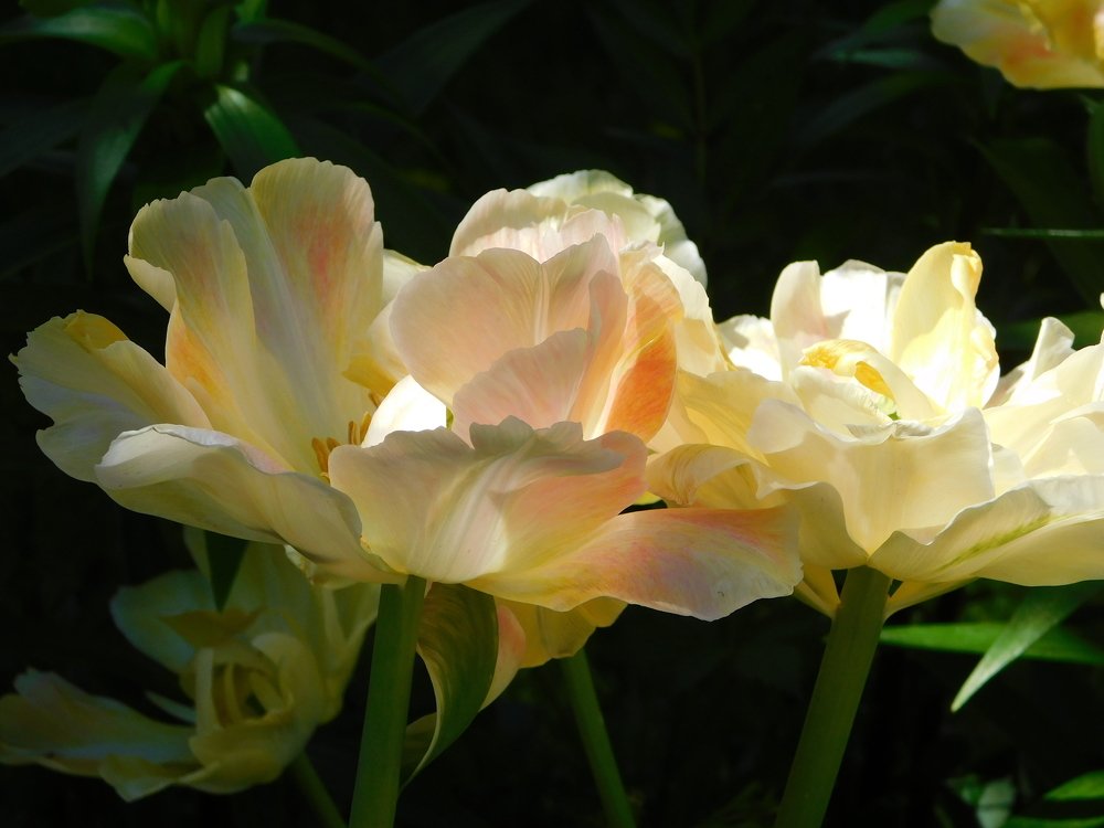 Светящийся тюльпан